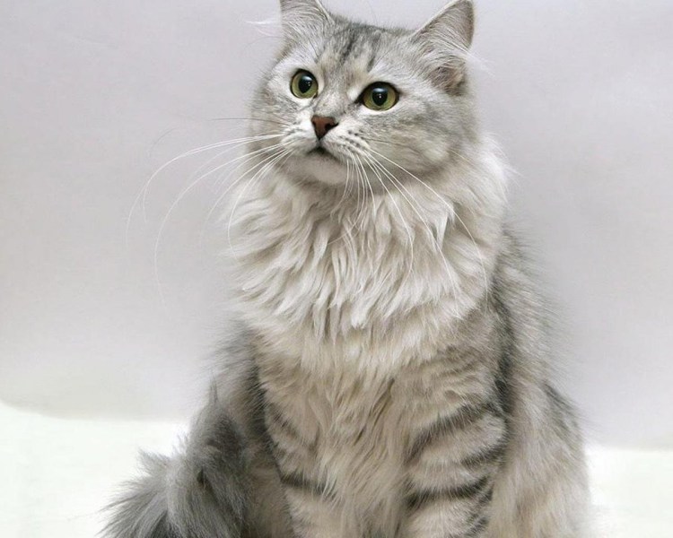 Сибирская кошка серая