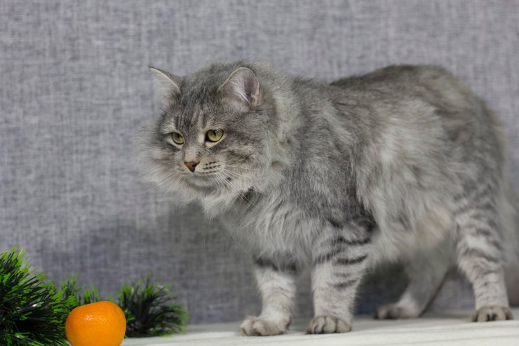 Сибирский кот серый мрамор
