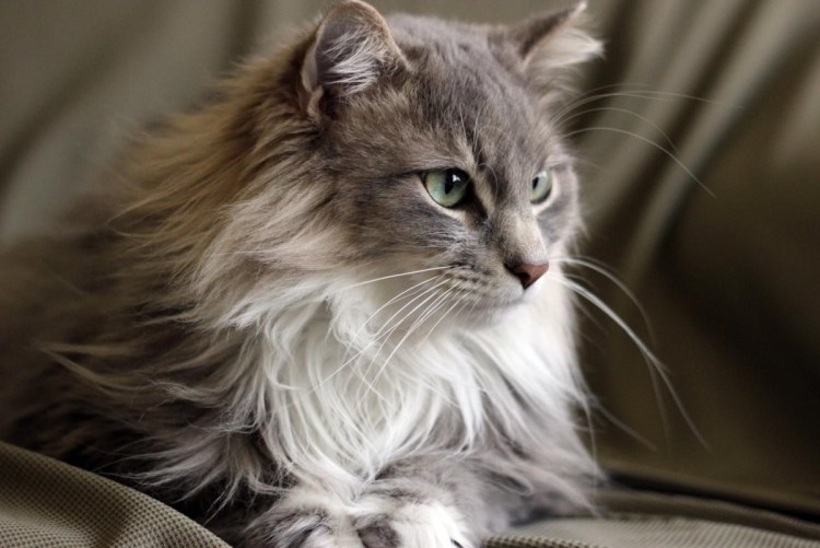 Сибирская длинношерстная кошка