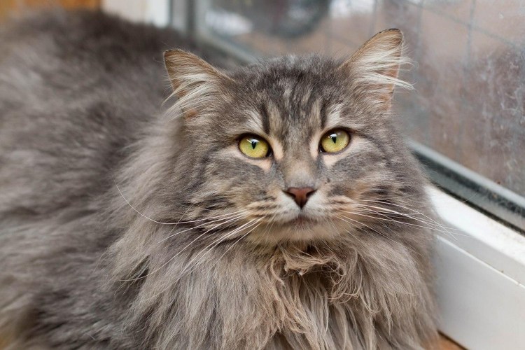 Сибирский кот серый длинношёрстный