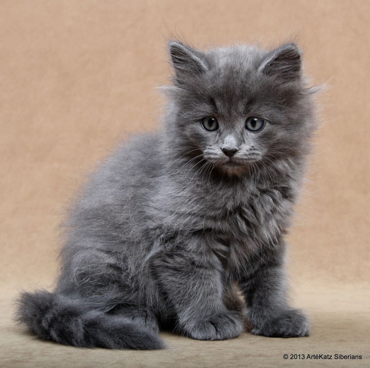 Норвежская Лесная кошка серого окраса