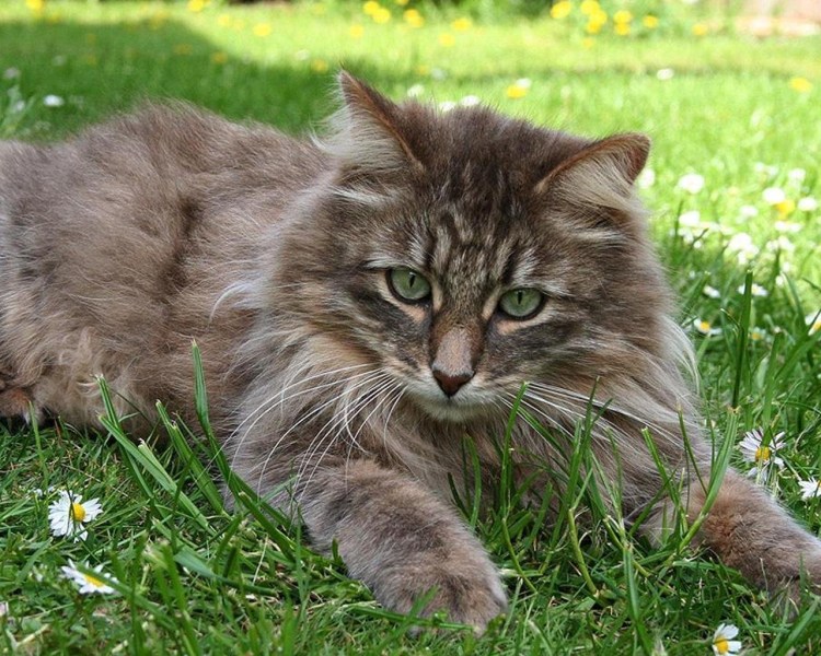 Сибирский длинношерстный кот