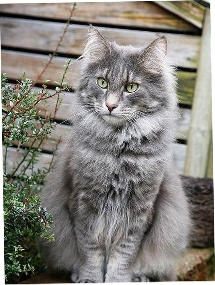 Сибирская кошка дымчатая