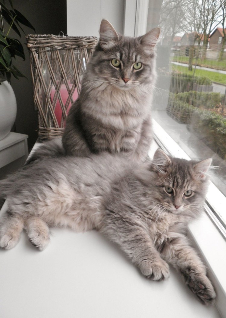 Норвежская Лесная кошка дымчатая