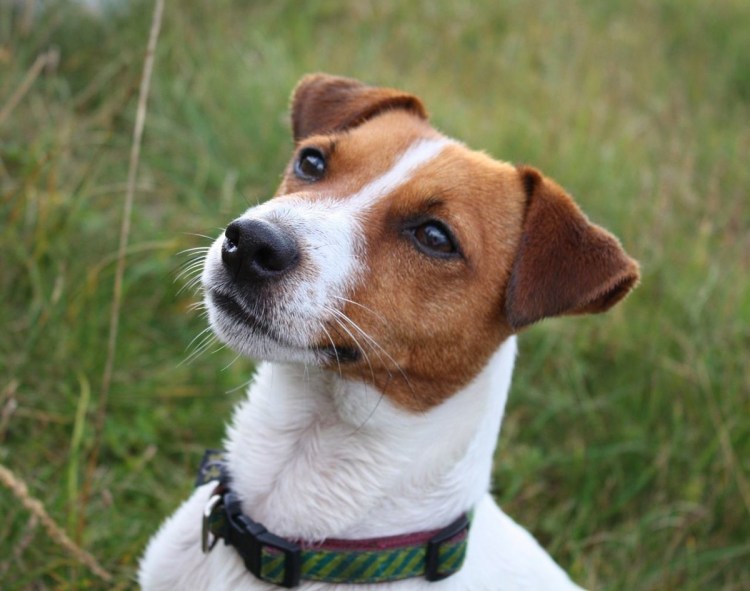 Джек Рассел терьер гладкошерстный