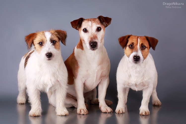 Джек-Рассел-терьер короткошёрстный