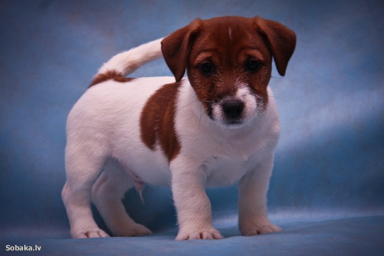 Джек-Рассел-терьер щенок