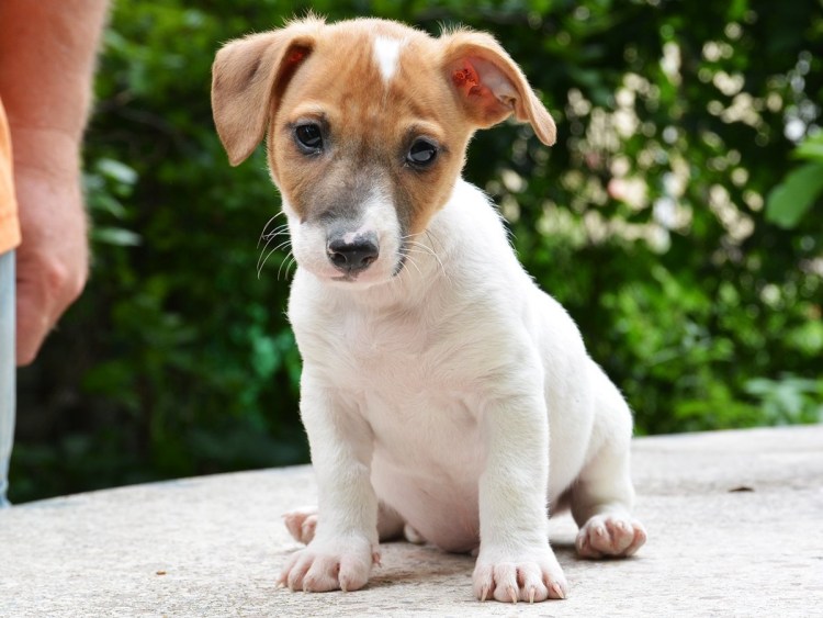 Джек-Рассел-терьер щенок