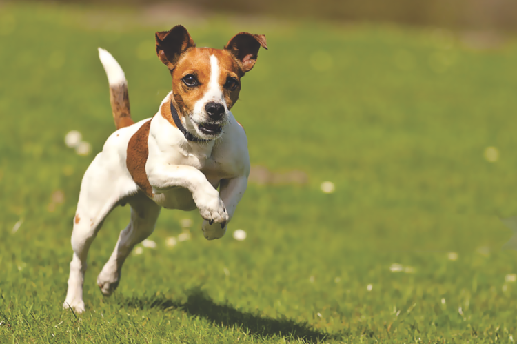 Собака Джек Рассел терьер