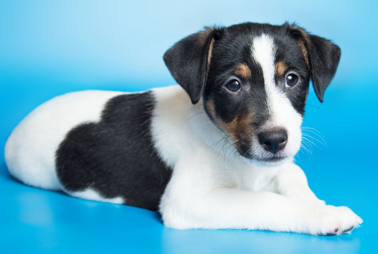 Джек-Рассел-терьер черный