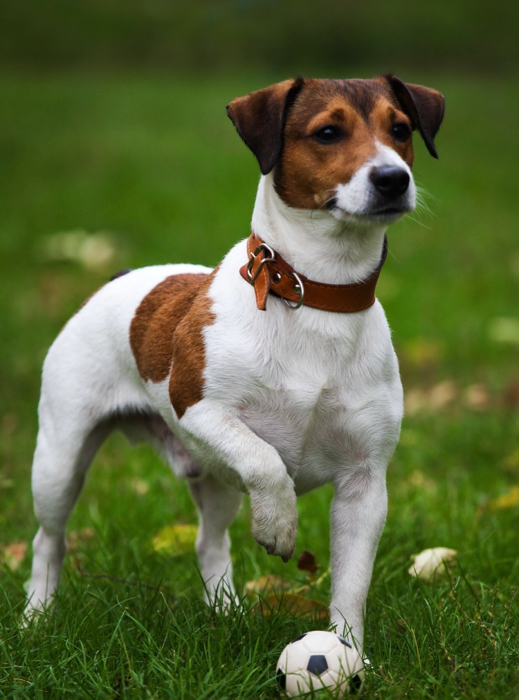 Рич Рассел терьер