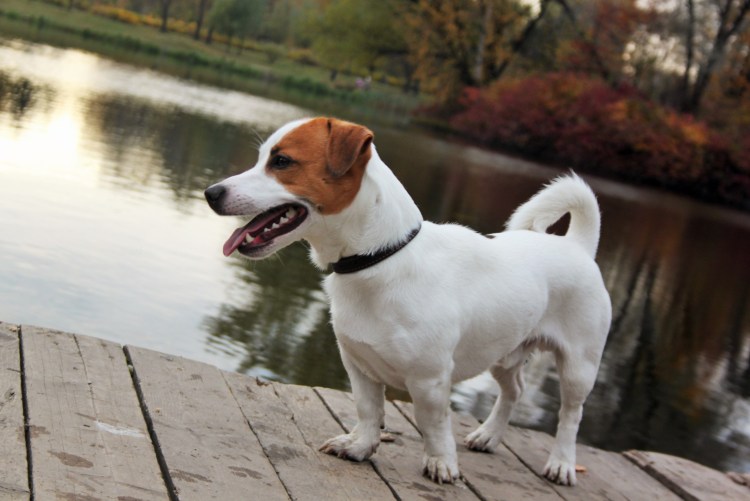 Порода собак Джек Рассел
