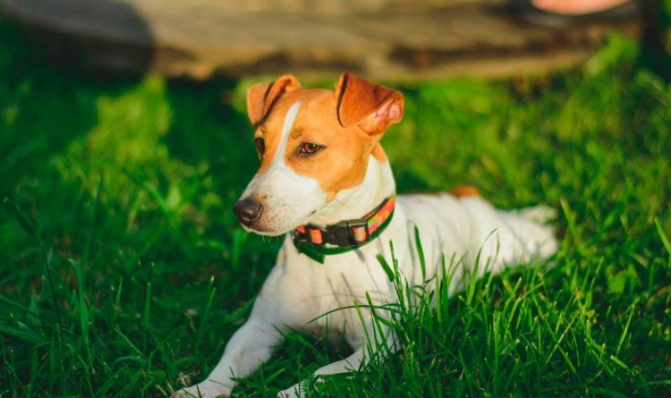 Порода собак Джек Рассел