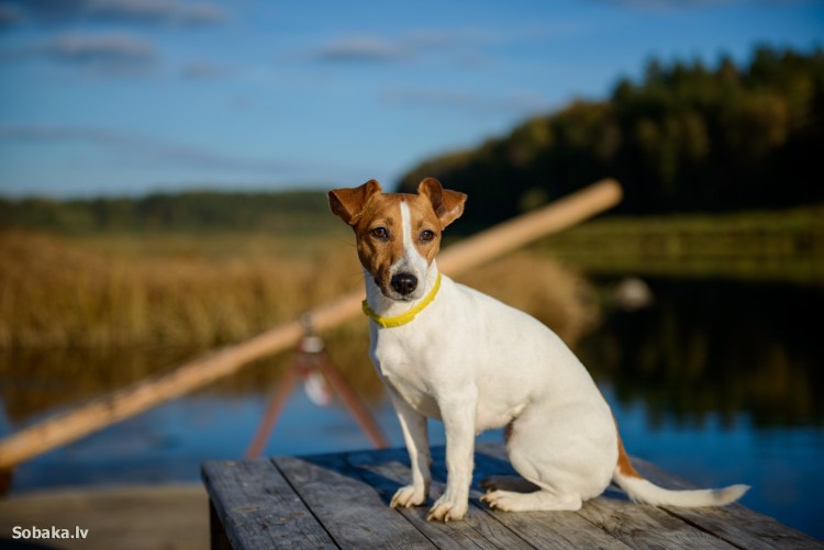 Собака Джек Рассел терьер