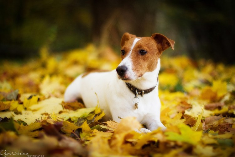 Джек Рассел щенок