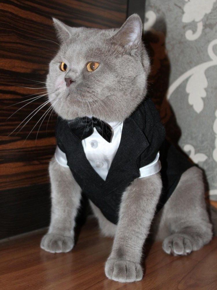 Кот в костюме