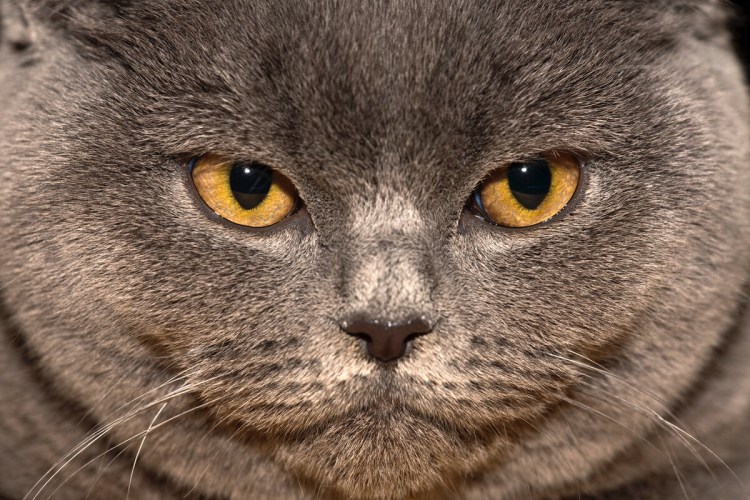 Британец морда