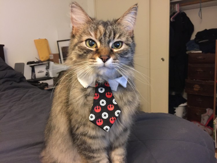 Кот в галстуке