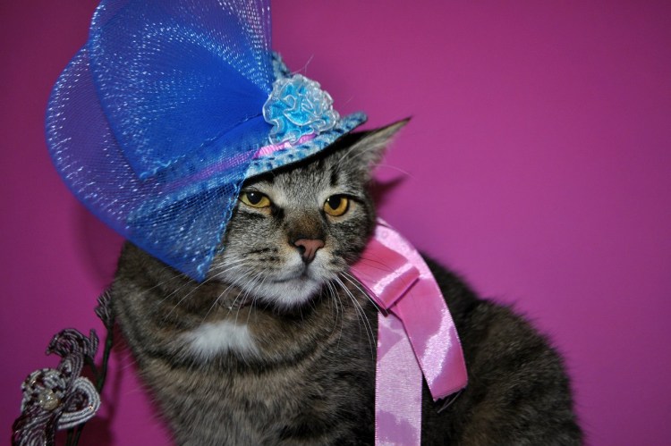 Костюмчики для кошек