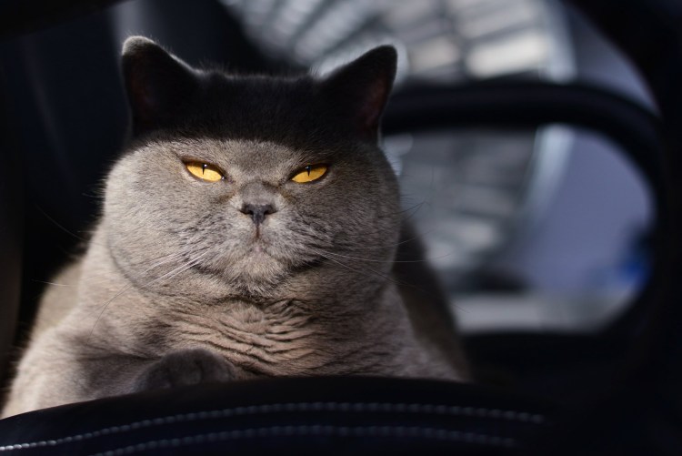 Серьезный кот