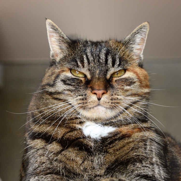 Кошка скумбрия