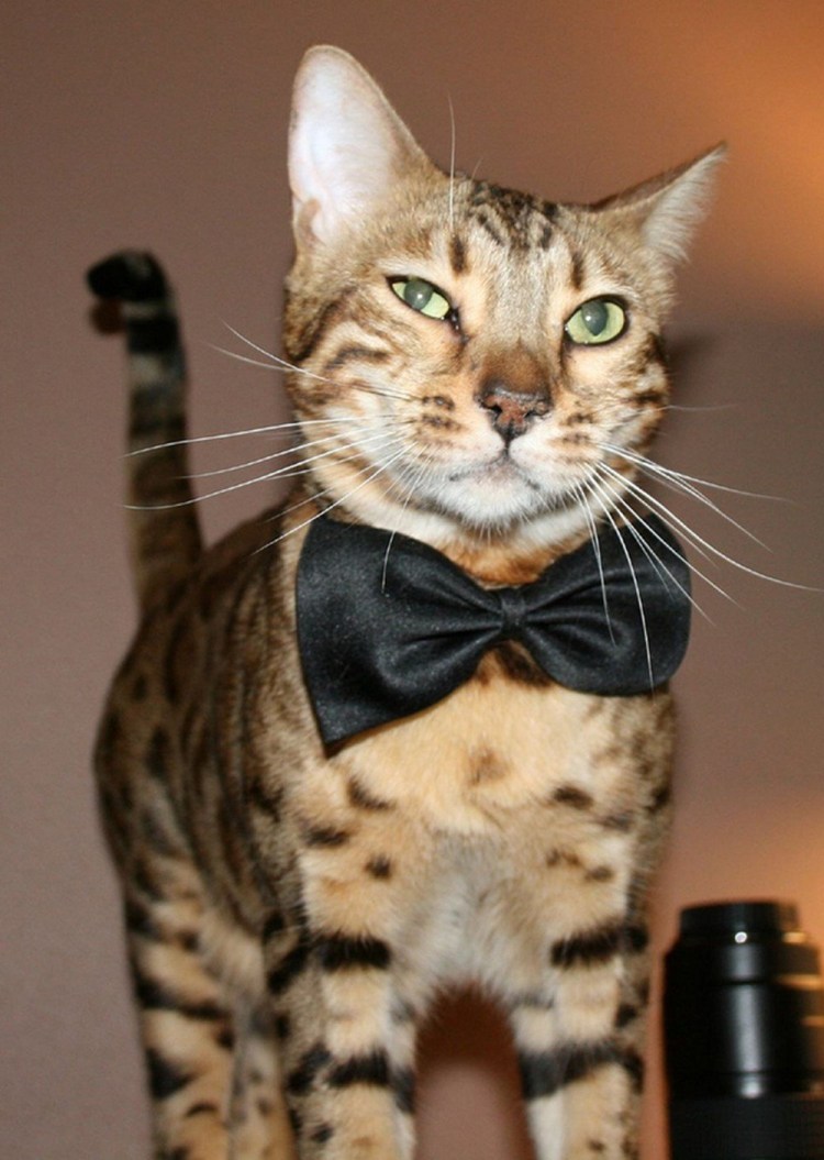 Сот в галстуке бобочке