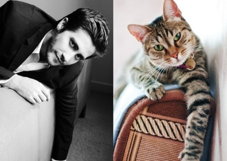 Харизматичный кот