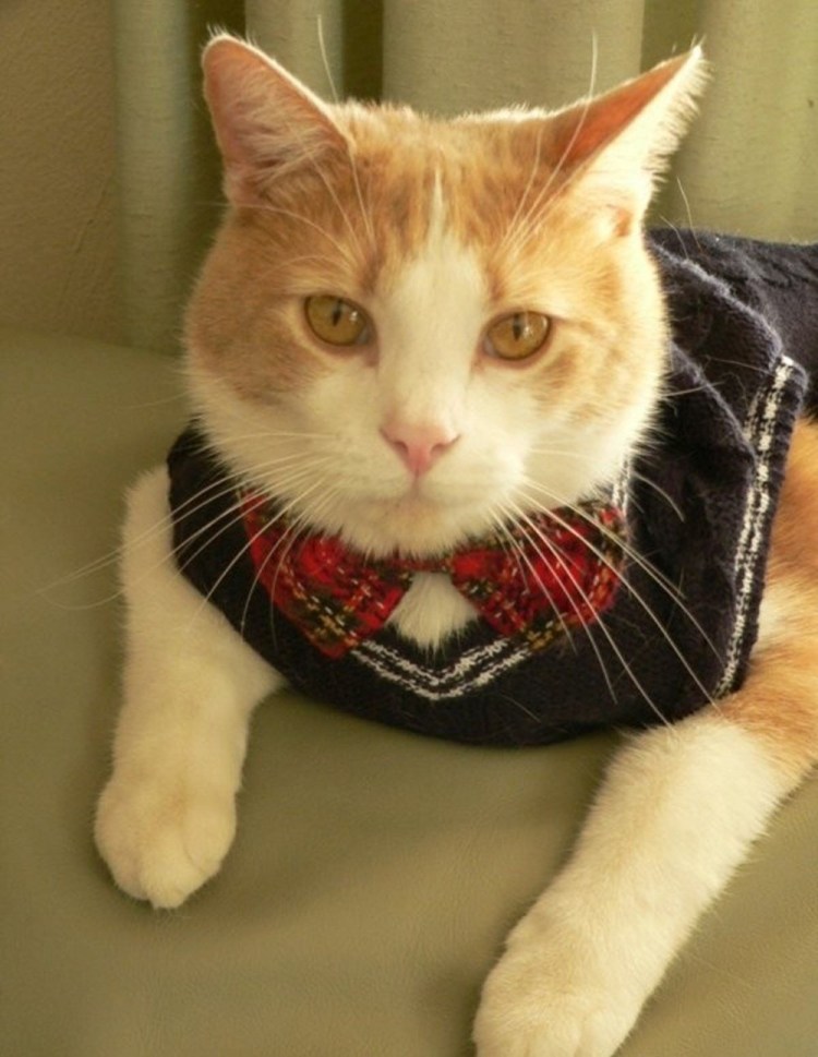 Рыжий кот в галстуке