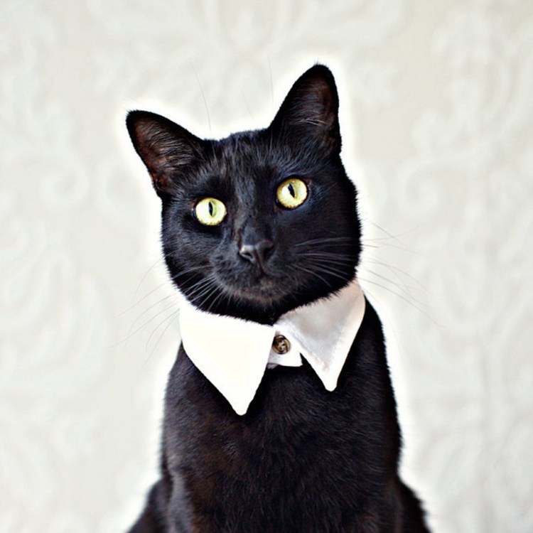 Элегантный кот