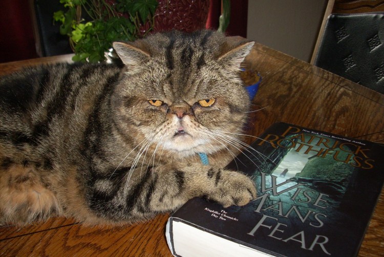 Самая страшная кошка в мире 2020