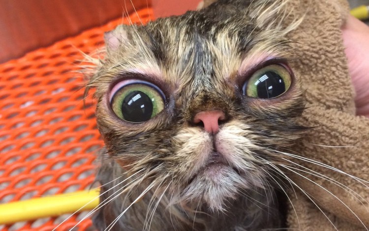 Страшный кот