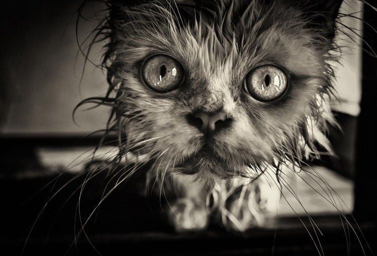 Персидская шиншилла Вилфред