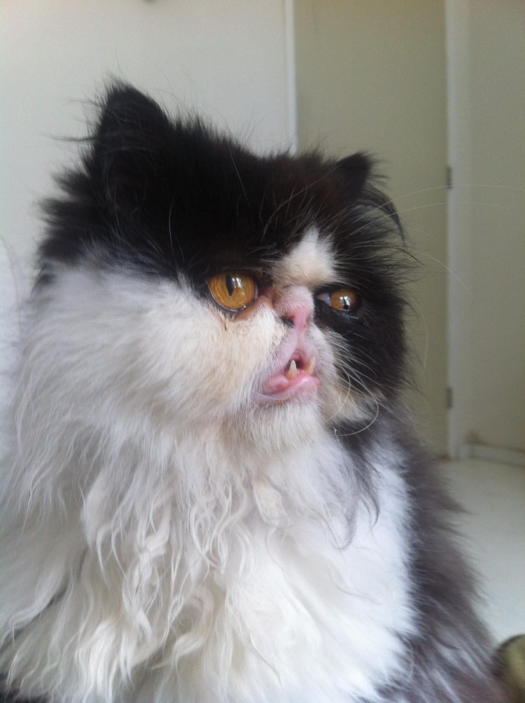 Персидская шиншилла кот Уилфред