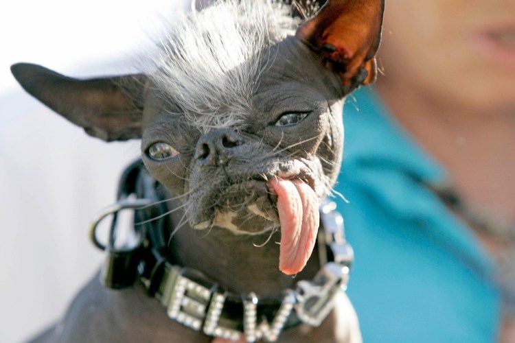 Атчум персидский кот