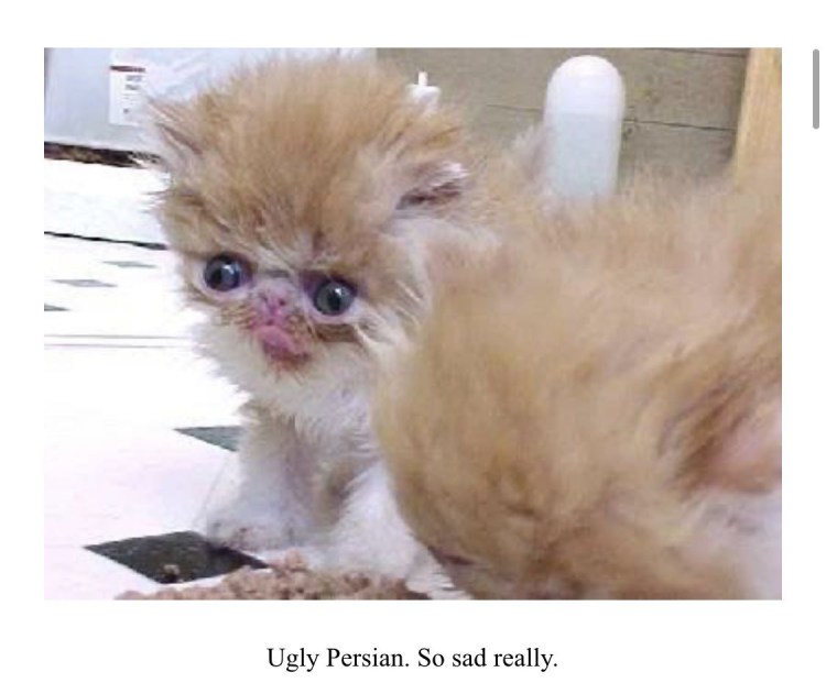 Плешивый кот