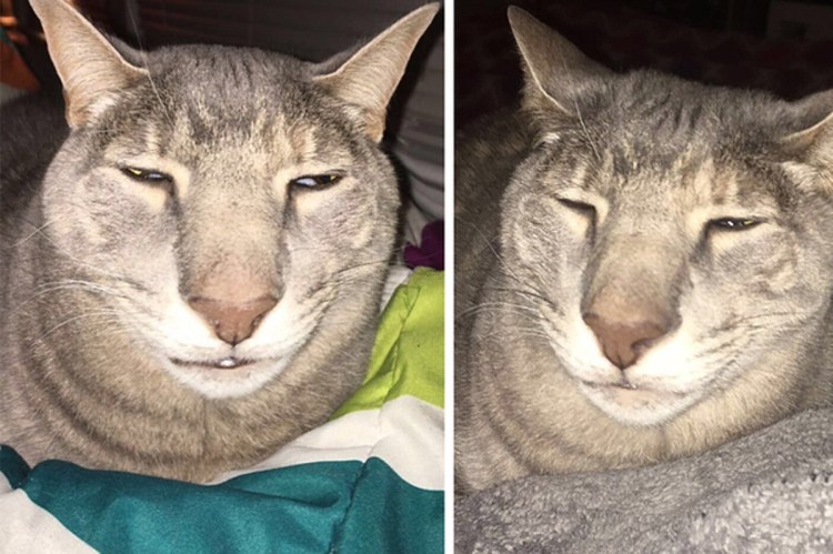 Канадский сфинкс старый