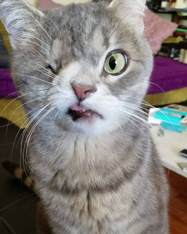 Самый страшный кот в мире