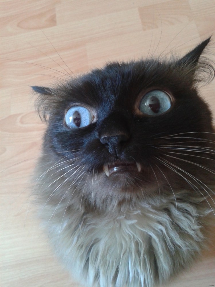 Страшный черный кот