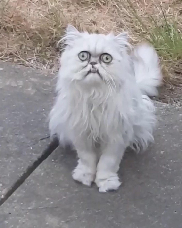 Морщинистый канадский сфинкс