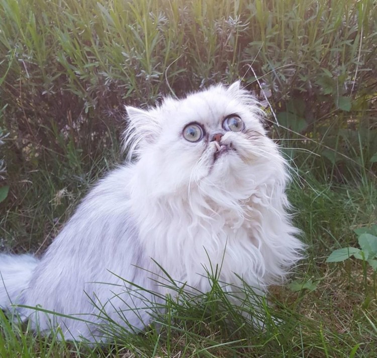 Канадский сфинкс старый