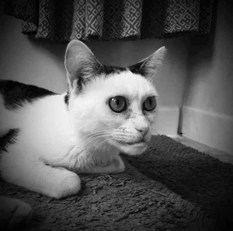 Сфинкс кошка морщинистая