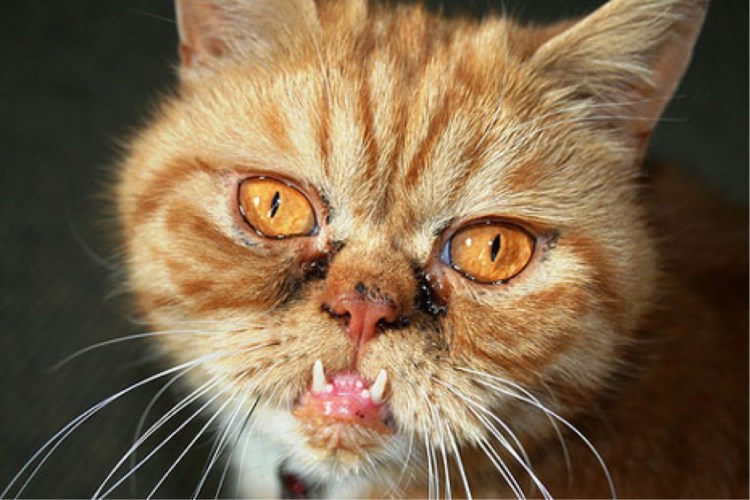 Страшный кот