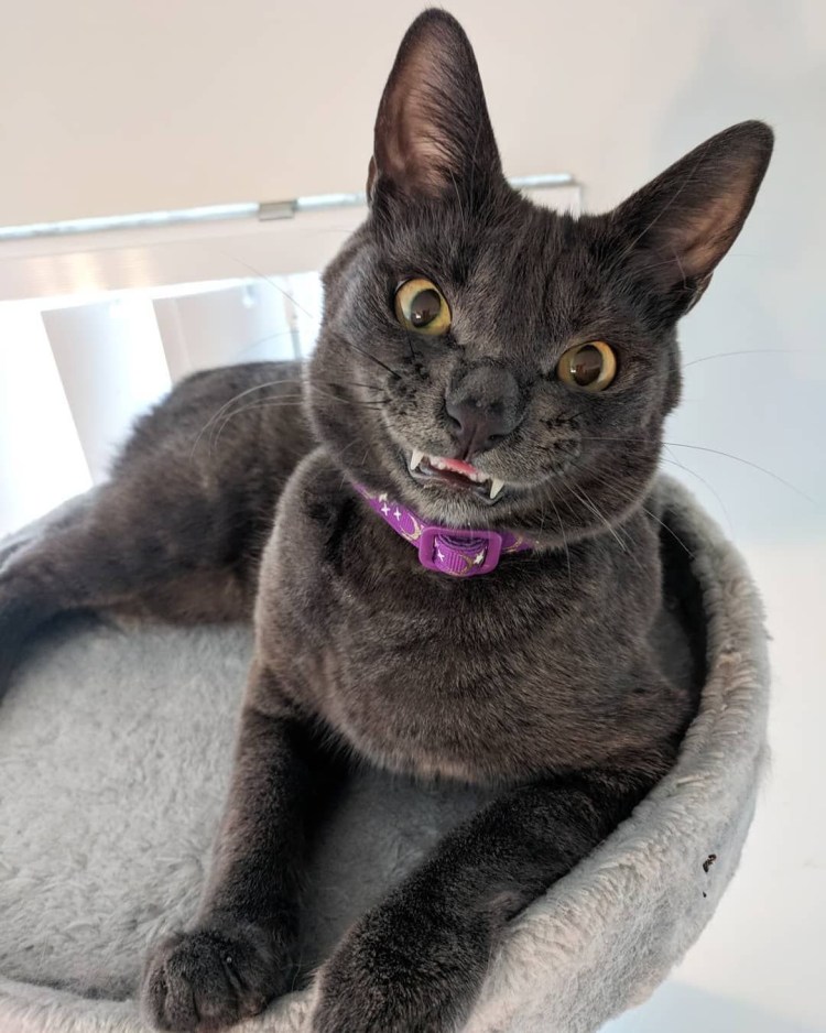 Сфинкс кошка исчадие ада