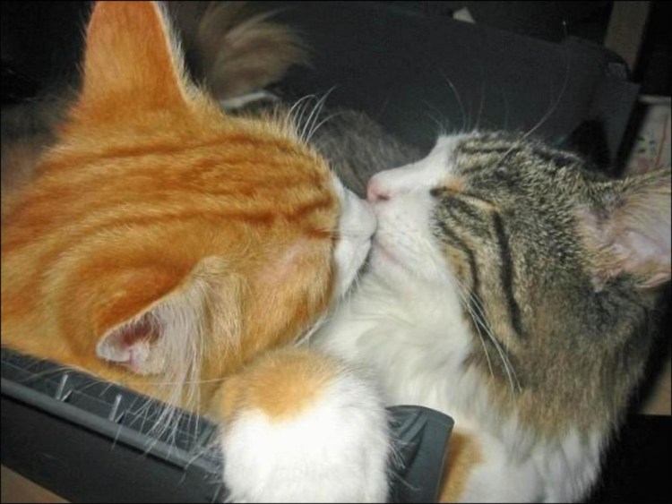 Серый и рыжий котенок