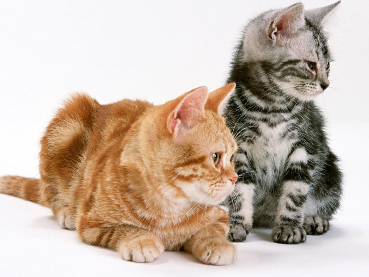 Рыжий и серый кот
