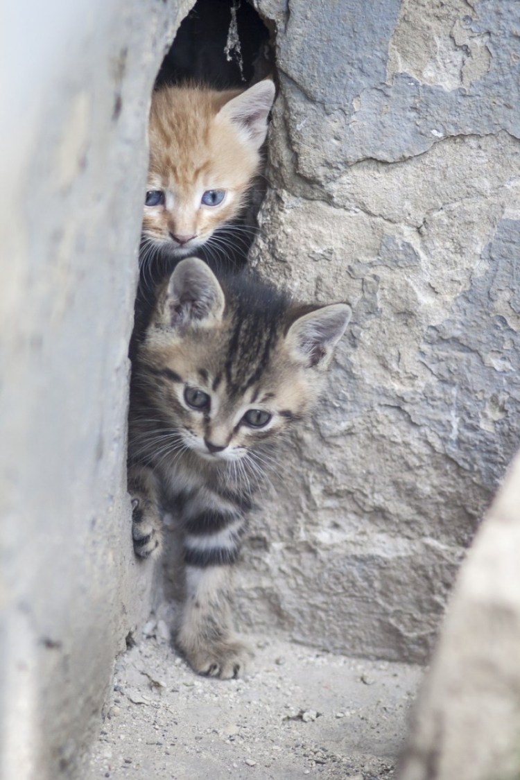 Серый и рыжий котенок