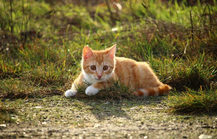 Рыжий котенок лежит