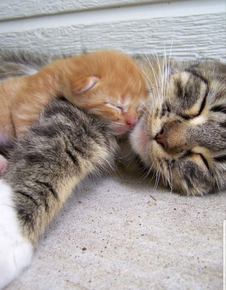 Милые котики 2