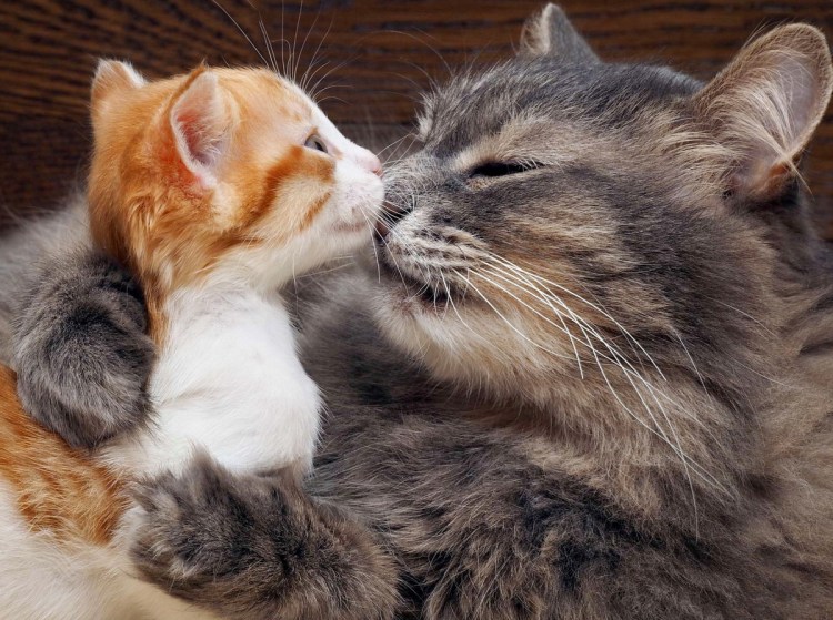 Котята спят в обнимку