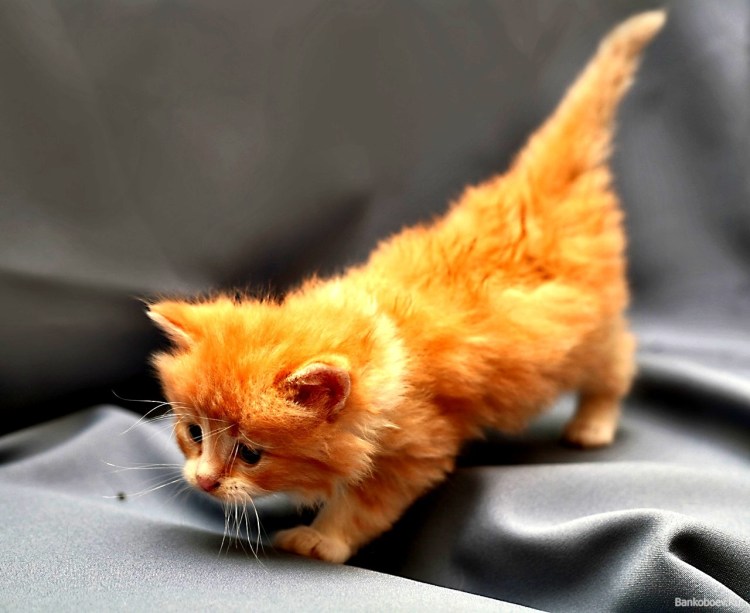 Кошка играется